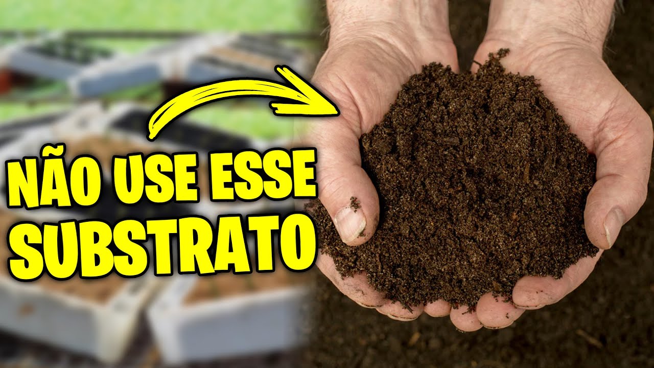 ✅[CUIDADO] NUNCA use esse SUBSTRATO na Rosa do Deserto