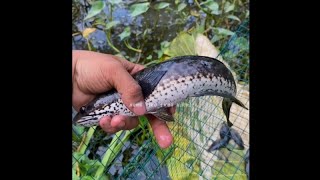 5 hari berburu dirawa gunung dan sungai,dapat channa,sidat dan masih banyak lagi🤤 #KOOKIKO