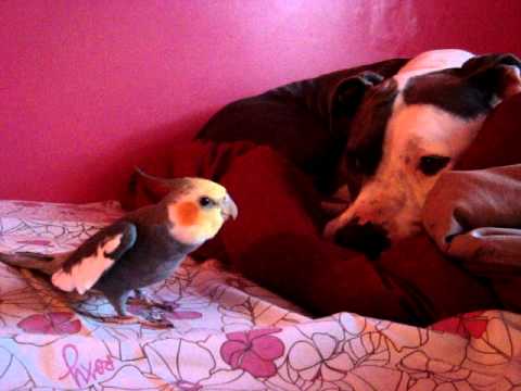 Hailey the Pit Bull and Oliver the Cockatiel!! (an...