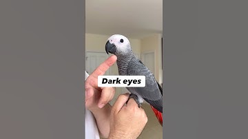 How to Tell Age of African Grey Parrot?