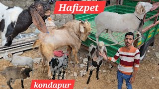 Qurbani ke bade bakre in hafizpet kondapur | heavyweight sheep's and goat's available