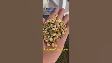 Soybean Color Sorter#machine #factory