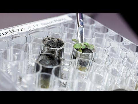 Cultivan plantas en polvo traído de la Luna | Ciencia