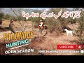 Partridge hunting in pakistan  open season  teetar ka shikar   titar ka shikar 