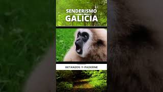 🇪🇸 🌳 Betanzos ⇒ Paderne (Río Mandeo) #Senderismo #Galicia #España #Shorts
