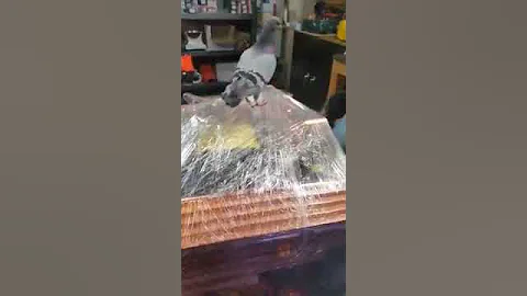 QVZmcEVYelVGQzZYRE41aw