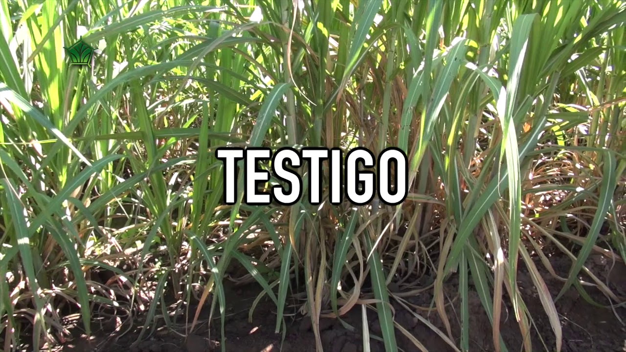 AgroScience | Mayores Rendimientos para Caña