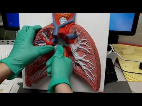 Brief Description of Lung Left and Right - YouTube