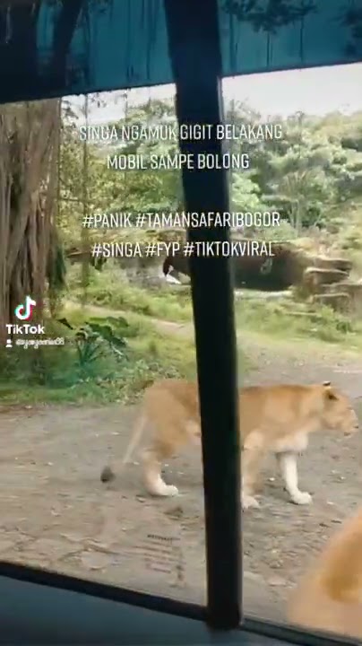 singa ngamuk gigit bamper mobil sampe bolong taman safari Bogor Indonesia