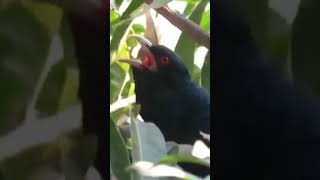 Tiếng Chim Tu Hú Kêu Tiếng Chim Cọ Kêu