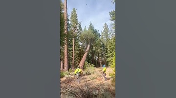 Tree cutting error, do not imitate #asmr #tree #giant #oddlysatisfying #fypシ #satisfying