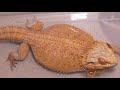 BEARDED DRAGON RESCUED FROM ABANDONED HOME IN WINTER EP2 | BATH TIME!