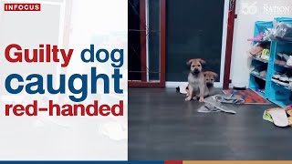 Guilty Dog Caught Redhanded  The Nation Thailand