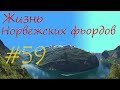 Жизнь Норвежских фьордов