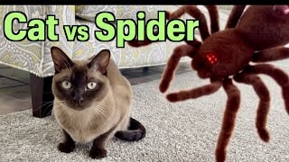 Burmese Cats vs Giant Spider - Havanese Dog vs Spider - Cute & Funny! Happy Halloween - RC Tarantula by Cute Burmese Cat 5,572 views 2 years ago 2 minutes, 17 seconds