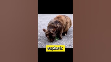 Catnip Secrets Revealed! 🐱🌿 #viral #youtubeshorts #facts #shorts #short #cat