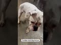Boxer Pup Dumped Like Trash In A Field, FRIGHTENINGLY Skinny And Covered In Fleas [STORY BELOW]