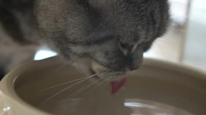 Video 7408861: grey british shorthair male, cat drinking water