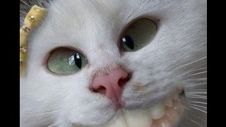 Смешные коты 2016 Смешные коты 2016