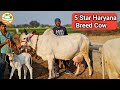 👍17.490 Kg HLDB Record.👍5 Star #Haryana #Breed Cow.👍@Handa Dairy Farm (88138 54754).👍