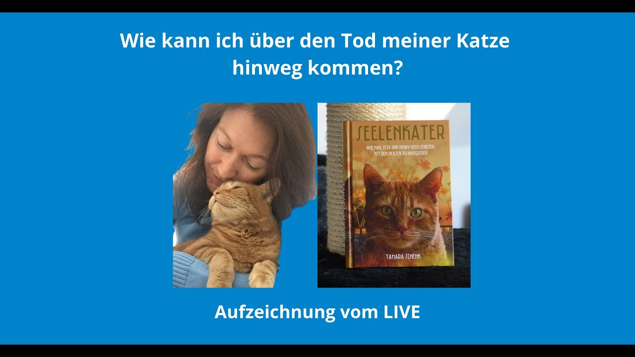 Wie kann ich über den Tod meiner Katze hinweg kommen?