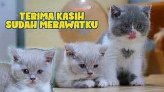 ANAK KUCING BRITISH DAPAT RUMAH BARU by Kucing Cemara 8,352 views 1 month ago 20 minutes