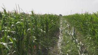 Technology helping Texas farmers amid drought