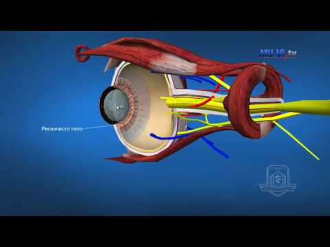 3D Обучение по анатомия – Око