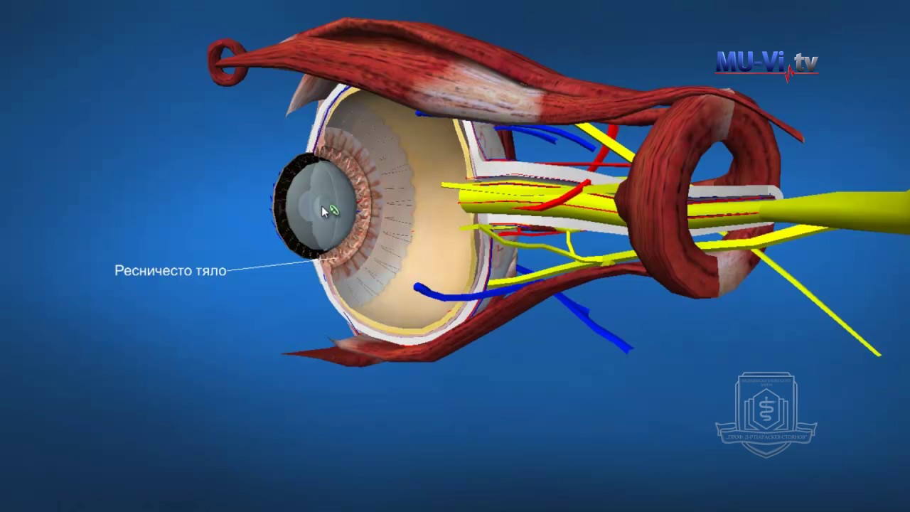 3D Обучение по анатомия – Око