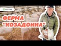 Молочная ферма "КозаДонна". Зааненская порода коз