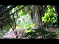NZ Pig dog Training School Joshua Kauta NZ Pig dog Training School Joshua Kauta