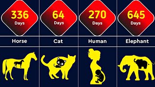 Animals Pregnancy Period Comparison | (Part-1) Guide