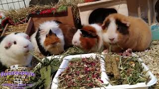 Our guinea pigs enjoying a winter menu!