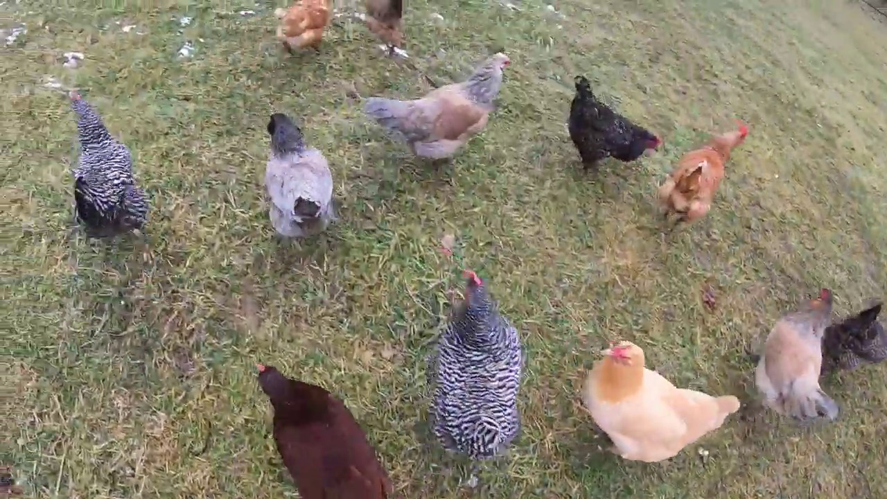 THE HOBBY FARM / VLOG #3