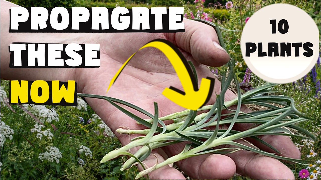 10 plants you can still propagate now