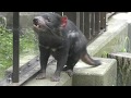 Tasmanian devil (Tama Zoological Park, Tokyo, Japan) September 23