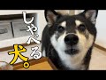 声色を変えて流暢に文句を言ってくる柴犬が可愛すぎた（№193）