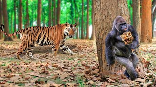 Dare to Attack Cub Tiger, Monkey Suffers the Wrath of Ferocious Mother Tiger|| Wild Animal Attack