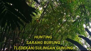 SARANG BURUNG tledekan gunung di alam liar #Sulingangunung