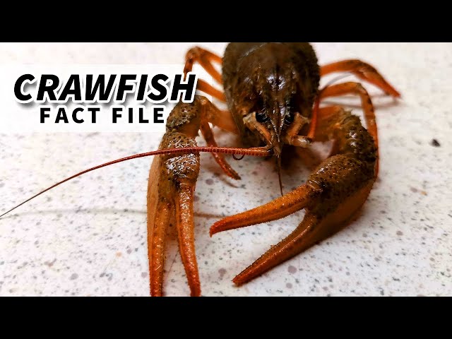Understanding Crawfish 