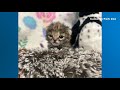 Tiny but mighty | Rare black-footed cat kitten makes public debut