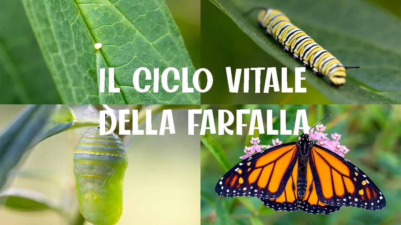 Ciclo Di Va Farfalla Clipart Idrocolore Insetto Ciclo Di Va Poster