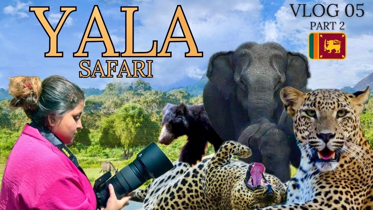 Yala National Park Safari 5.2 | කොටියා 🐆 බල බලා ඉන්නකොට පිටිපස්සේ අලියා 🐘 | Thalgasmankada Bungalow