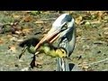 Heron Eats Duckling FYV