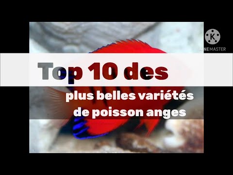 Vidéo: Plongez dans le top 10 des aquariums américains