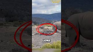 Rhino Attacked by Lions