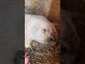 Тошка перестраивает свой домик#прикольные животные#ручной сурок#cute animals#marmot