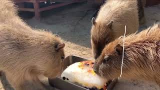 ふれあい広場のカピバラ3兄弟のお話｜神戸市立王子動物園【公式】