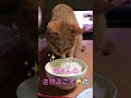 #ごはんができたよ#槇原敬之 #矢野顕子 #cat #猫のいる暮らし #チャンネル登録者数100万人になる #保護猫 #チャンネル登録お願いします