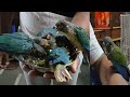 #Crimson bellied | Blue yellow sided conure available at Mass Aviary bird's Diwali 🪔 offer
